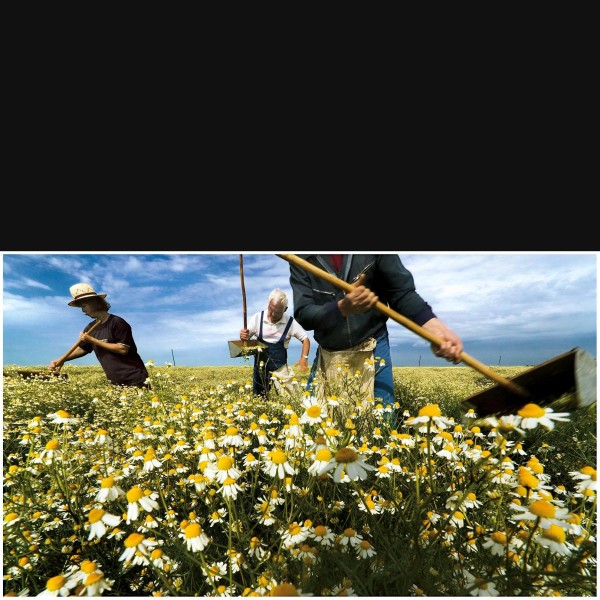 Chamomile Harvesting