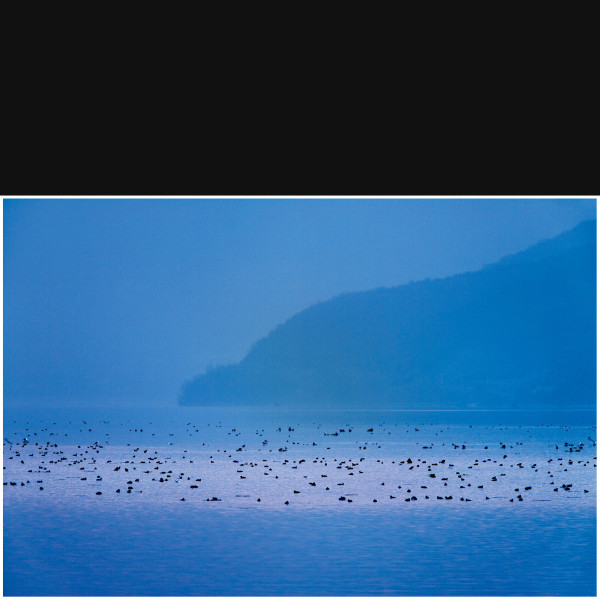 Danube-Birds
