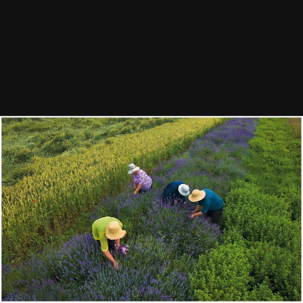 Harvesting Lavender
