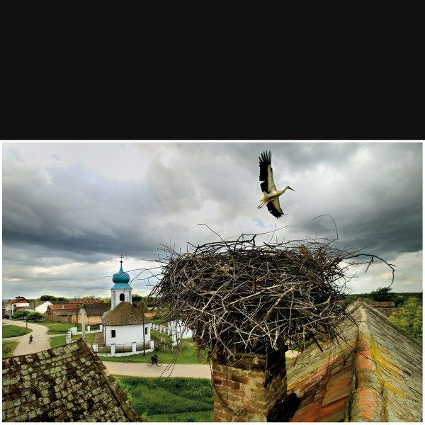 Nest
