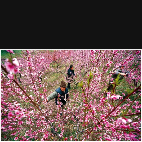Peach Flowers