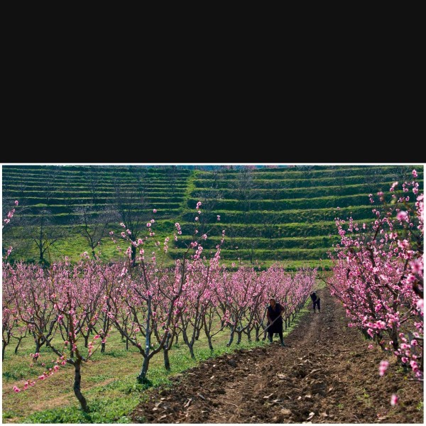 Peach Plantations
