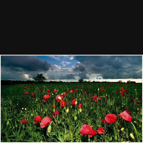 Poppies