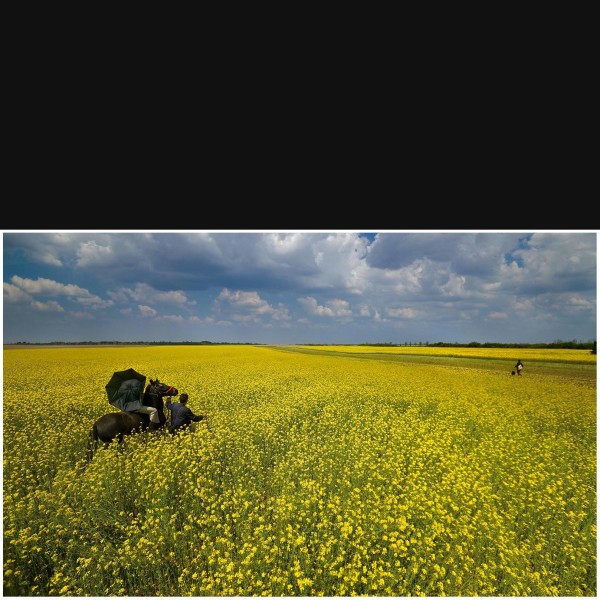 Soybean Field