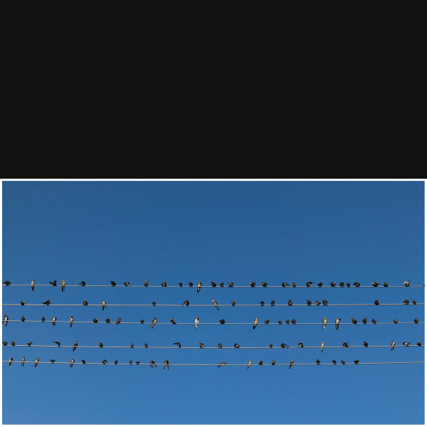 Swallows