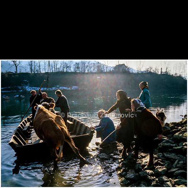 In January 1993, Serbian civilians fled across the Drina River into Serbia, escaping advancing Bosnian Army units. Near the village of Crvice, entire families crossed the river together with their livestock—their last remaining possessions. This photograph shows a moment of forced migration where survival outweighed all else.
Until then, my only image of refugees came from Uroš Predić’s painting Herzegovinian Refugees. What I witnessed on the banks of the Drina was far more immediate and brutal. These people were not symbols or historical figures—they were neighbors, farmers, parents, and children driven from their homes overnight.
Animals were taken along not out of sentiment, but necessity. For many families, cattle represented food, income, and the possibility of starting over. Leaving them behind would have meant complete destitution. The crossing was chaotic, cold, and dangerous, yet carried out with quiet determination.
I photographed continuously, aware that these scenes were disappearing as quickly as they were unfolding. Editors at the Gamma agency later remarked on the sheer volume of material arriving from this location, but there was no other choice—everything demanded to be recorded.
This was not an organized evacuation. It was flight. War had once again reduced ordinary people to refugees, forcing them to abandon homes, land, and a way of life built over generations. Those who incited and profited from the conflict would never stand on these riverbanks, never wade through icy water, never look back knowing they might never return.